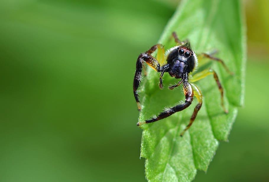 Closeup of spider crawling on a green leaf, selective focus photography of black and yellow spider on green leaf HD wallpaper