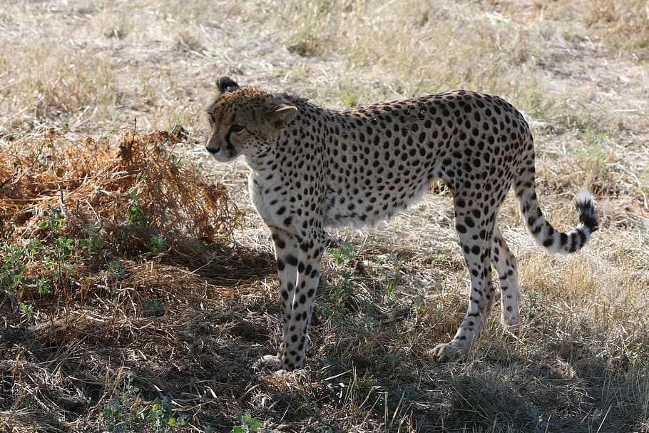 cheetah, namibia, wild, nature, wild animals, africa, photography wild HD wallpaper