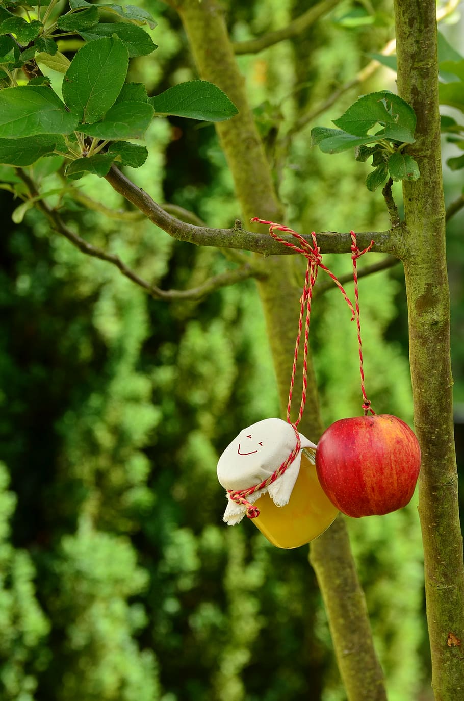 apple tree, apple compote, jar, garden, fruit, kernobstgewaechs HD wallpaper