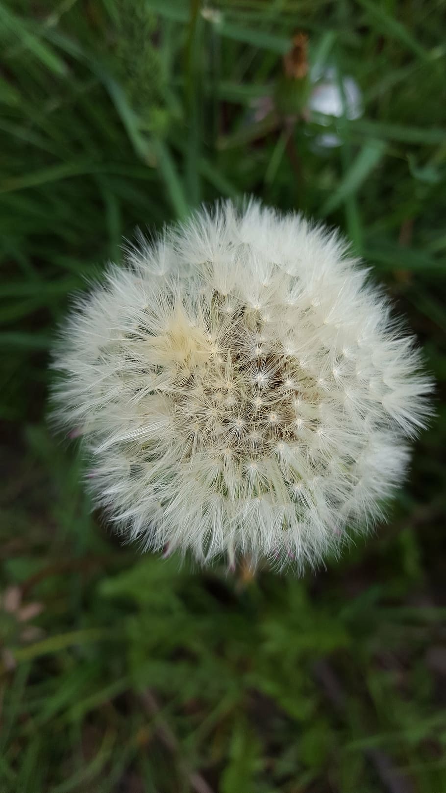 dandelion, fluff, flower, nature, close-up, plant, flowering plant HD wallpaper