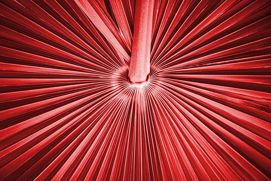 palma, red, leaf, umbrella, plant, tree, nature, geometric shapes HD wallpaper