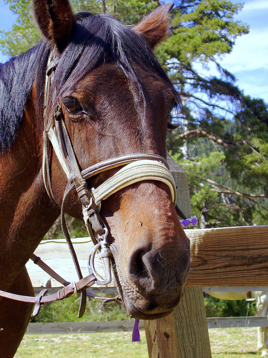 Free download | HD wallpaper: horse, head, eye horse, colt, horse ...