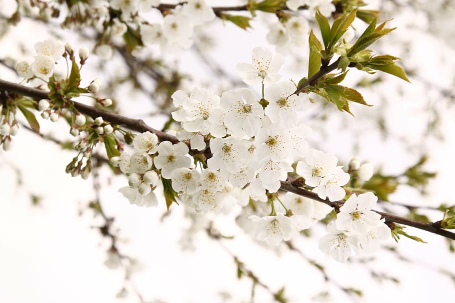 macro photography of white cherry blossom flower, cherry blossoms HD wallpaper