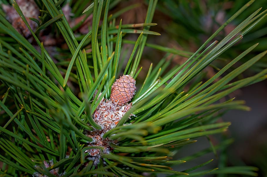 pine, plant, branch, needles, dwarf pine, nature, tree, close HD wallpaper