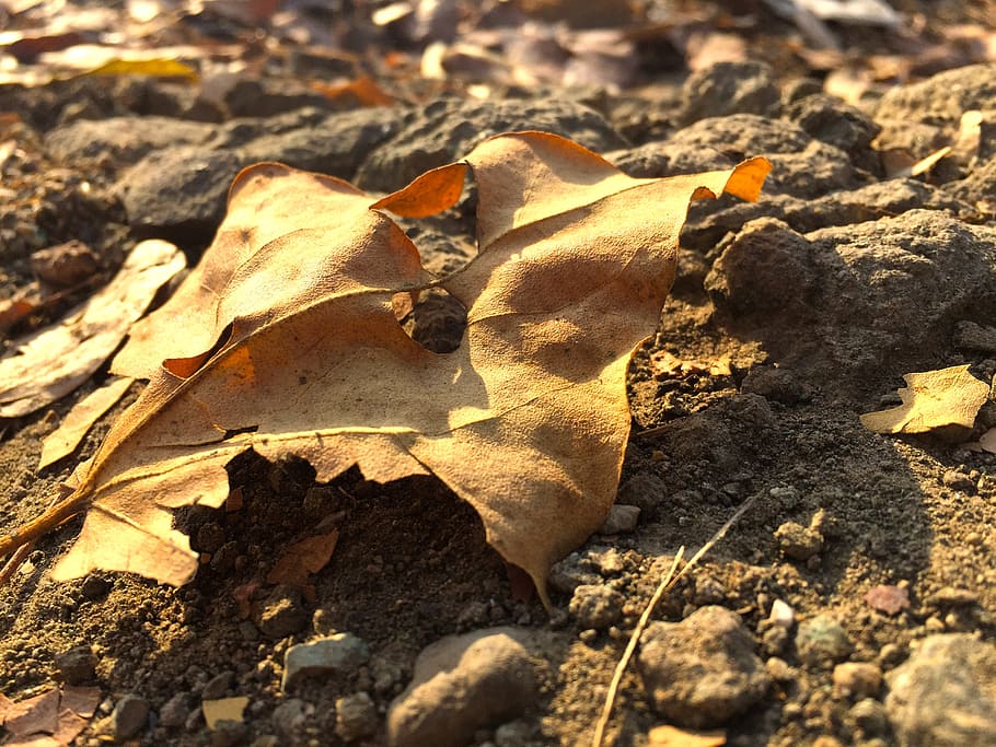 leaf, petal, bloom, blossom, flower, green leaves, fresh, plant part HD wallpaper