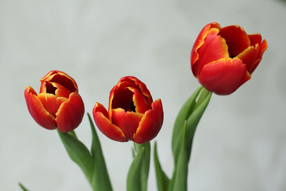 tulip, red, flower, spring, beauty, flowering plant, petal HD wallpaper