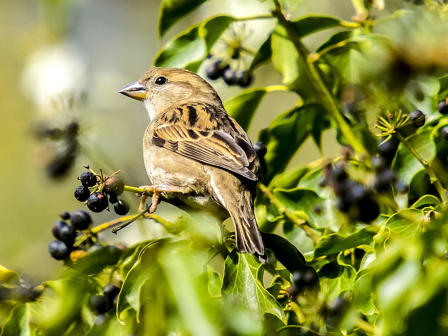 Sperling, House Sparrow, songbird, garden bird, nature, animal, HD wallpaper