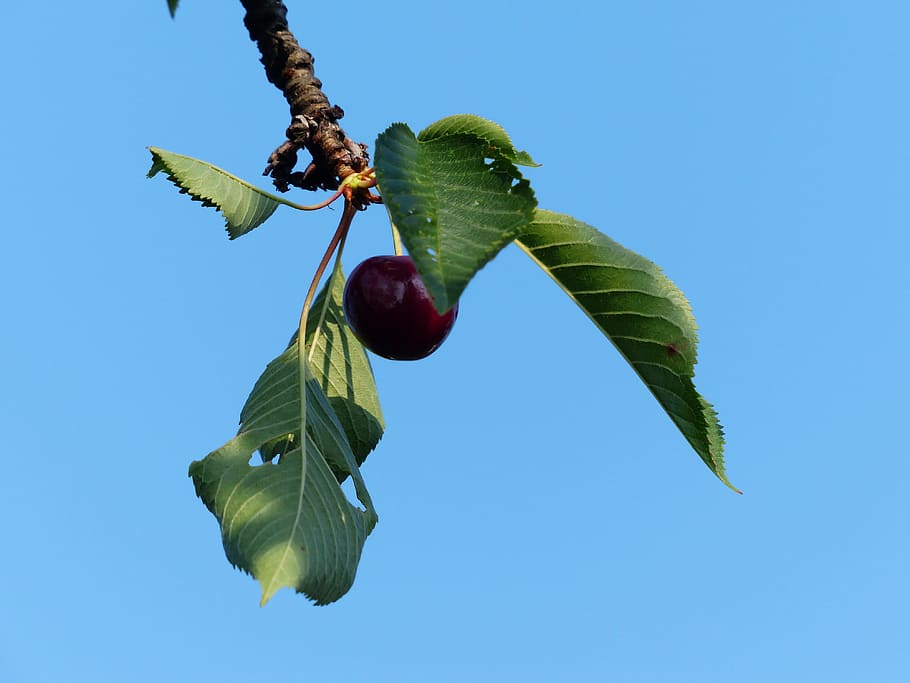 Sweet Cherry, Cherry, Red, Red, Fruit, healthy, leaves, branch, HD wallpaper