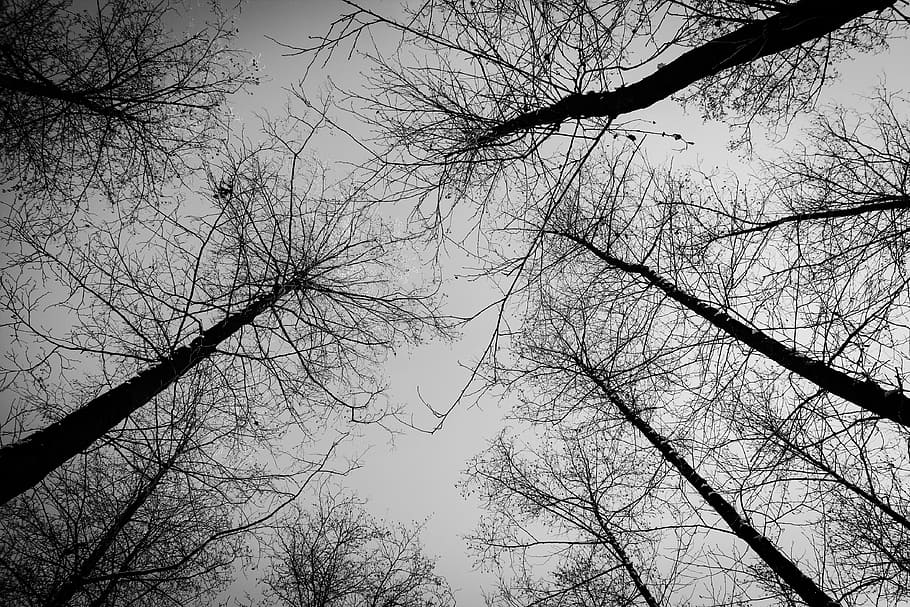 low-angle view photo of bare trees, forest, winter, snow, nature HD wallpaper
