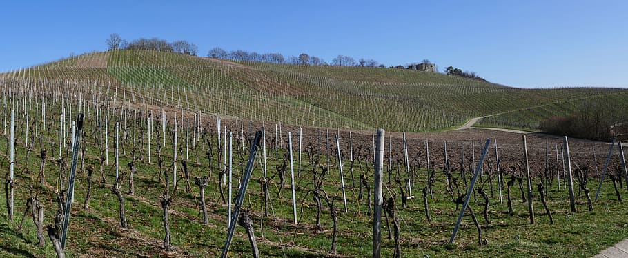 gray stakes on grass field, panorama, vineyards, vines, view HD wallpaper