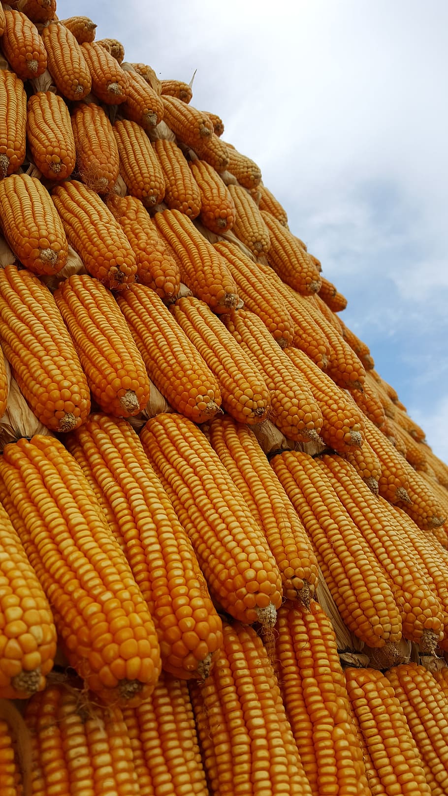 Corn, Plant, sky, food, vegetable, agriculture, nature, yellow HD wallpaper