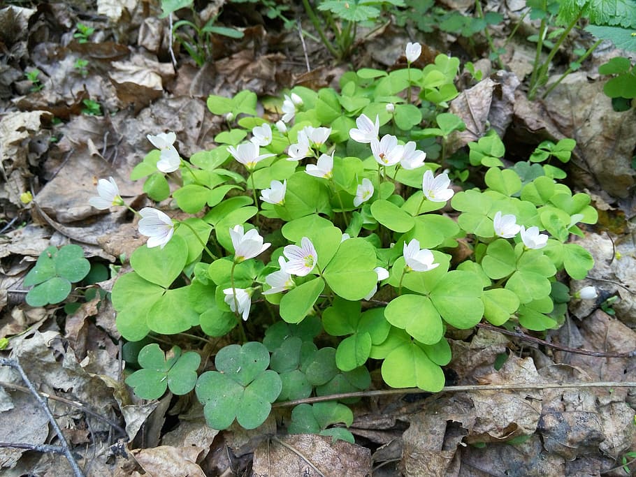 spring, nature, flowers, bloom, leaf, plant, plant part, green color HD wallpaper