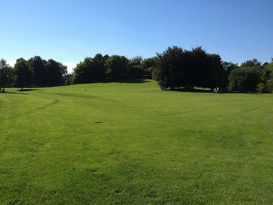 landscape photography of green grass field and trees, meadow HD wallpaper