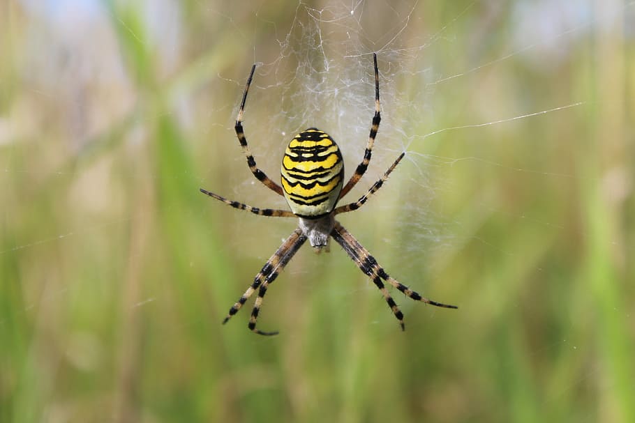 spider, spiderweb, insect, arachnid, animal themes, animal wildlife HD wallpaper