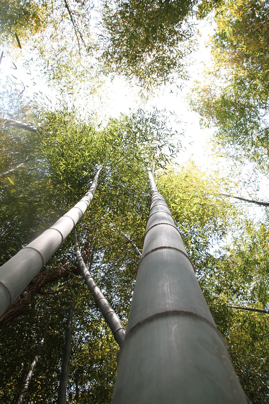 bamboo, forest, plants, bamboo forest, tree, low angle view HD wallpaper