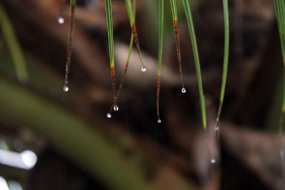 rain, leaves, drop, water, wet, close-up, focus on foreground HD wallpaper