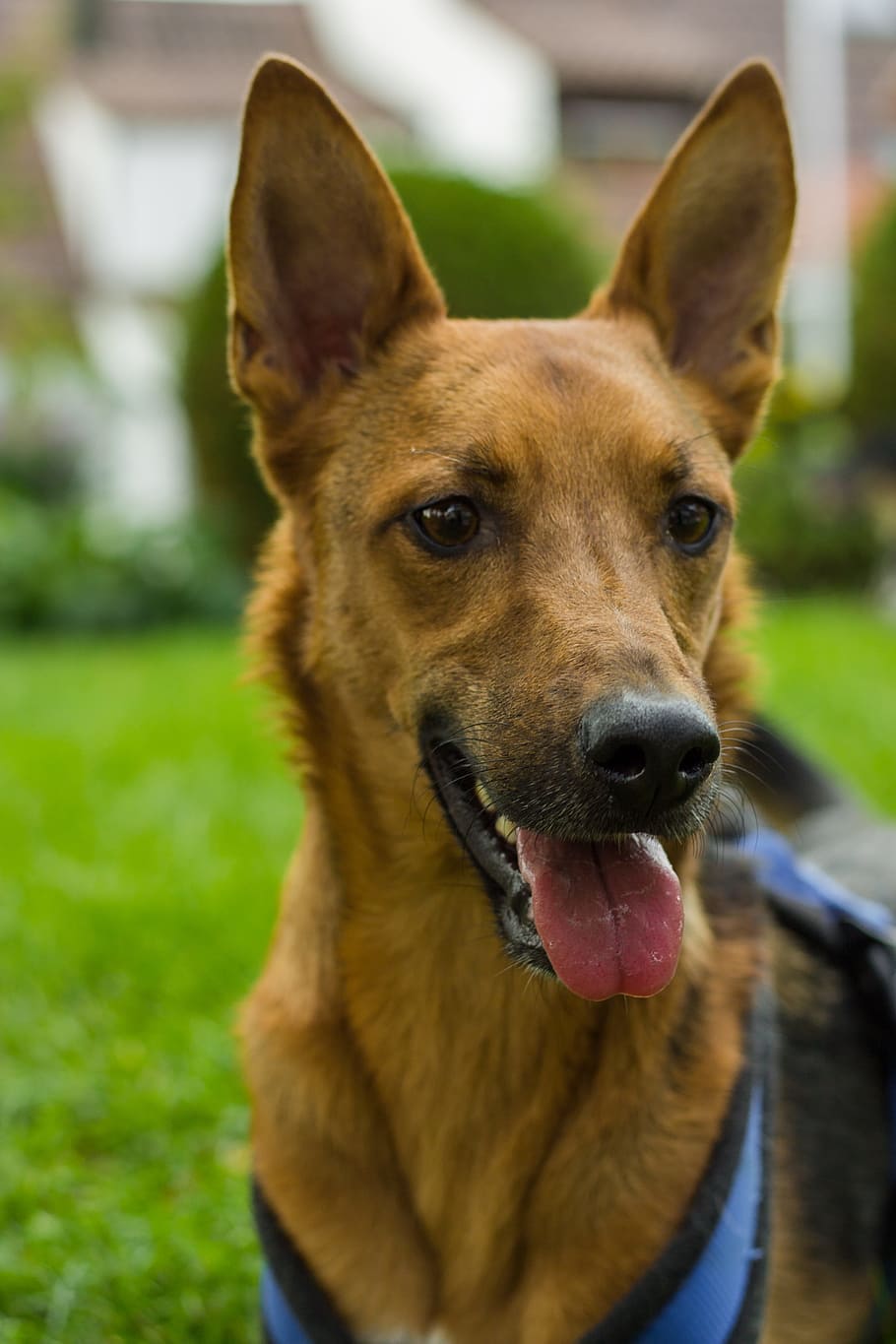 dog, nature, portrait, one animal, pets, canine, animal themes HD wallpaper