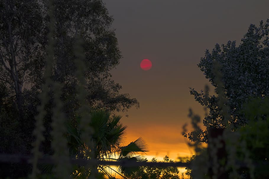tree, nature, panoramic, outdoors, dawn, red moon, plant, sky HD wallpaper