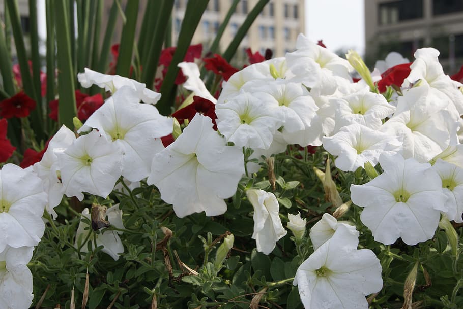flowers, summer, light, flowering plant, fragility, beauty in nature HD wallpaper
