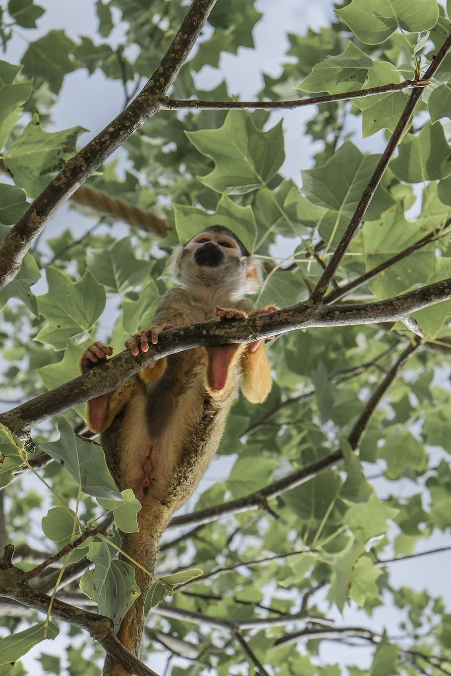 monkey, skull monkey, animal, squirrel monkey, monkeys, mammal, HD wallpaper