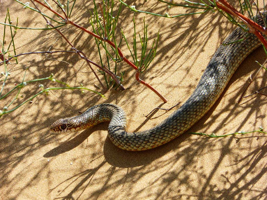 Steppe, Snake, Sand, Nature, Closeup, summer, animals, viper HD wallpaper