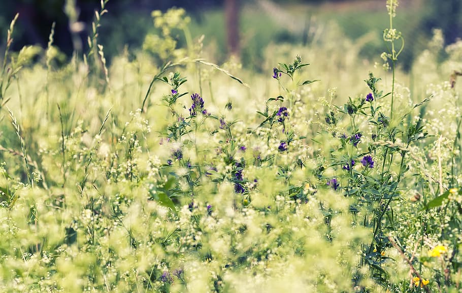 selective focus photo of petaled flowers, grass, field, green, HD wallpaper