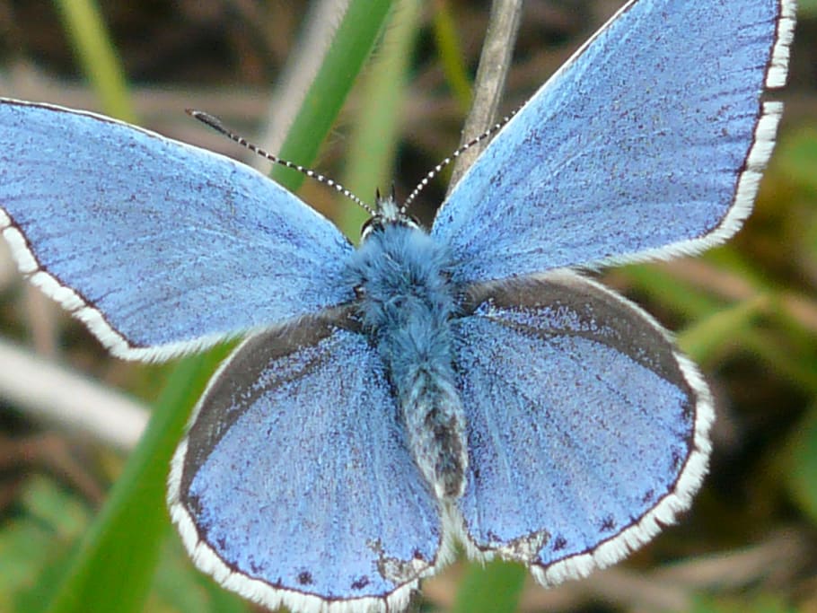 butterfly, butterflies, common blue, restharrow's blue, common bläuling, HD wallpaper