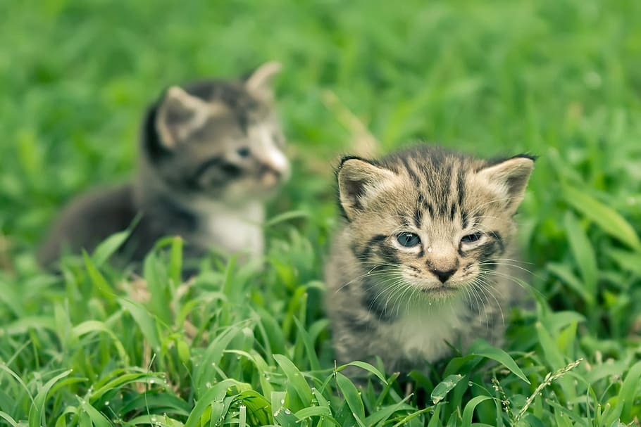 two black and grey tabby kittens on green grass field, animal HD wallpaper