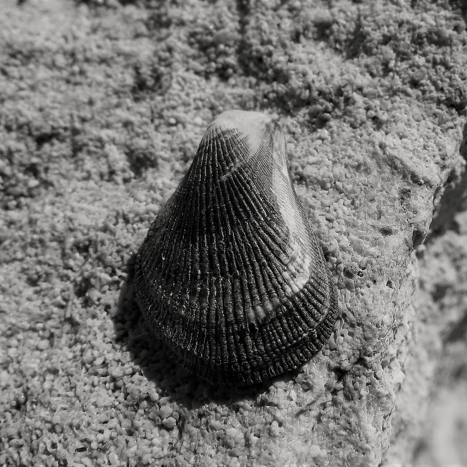 shell, beach, nature, sea shell, marine, animal wildlife, close-up HD wallpaper