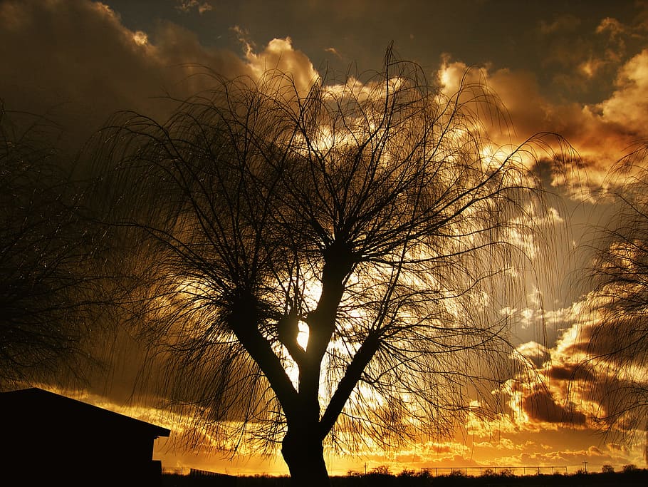 silhouette photo of bare tree, sun, lake, setting, sunset, water HD wallpaper