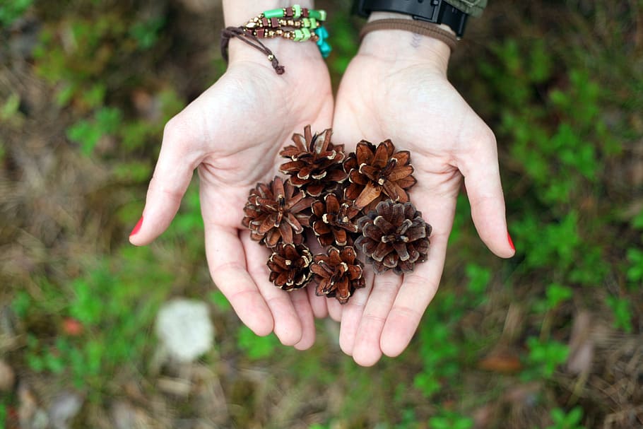person holding brown flowers, pineapples, hands, tree, green HD wallpaper