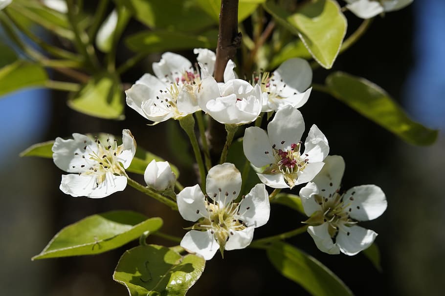 apple blossom, bloom, tree, apple tree, spring, branch, beautiful HD wallpaper