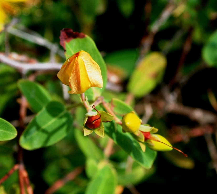 yellow, hypericum, flower, bud, st johns wort, herb, medicinal HD wallpaper
