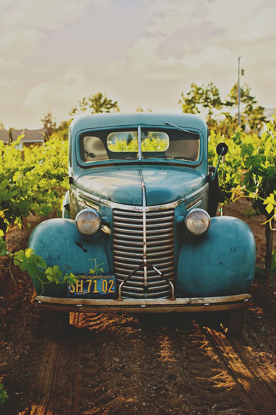blue classic car between green leaf plant, old-fashioned, retro Styled HD wallpaper