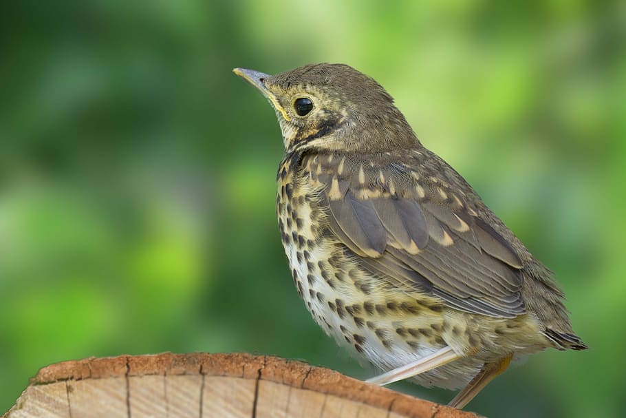 gray bird on selective focus photo, thrush, grass, green, nature HD wallpaper