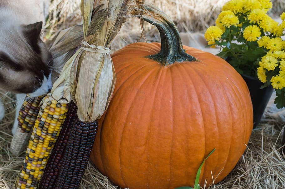 Pumpkin, Autumn, Fall, Orange, Season, october, vegetable, halloween HD wallpaper