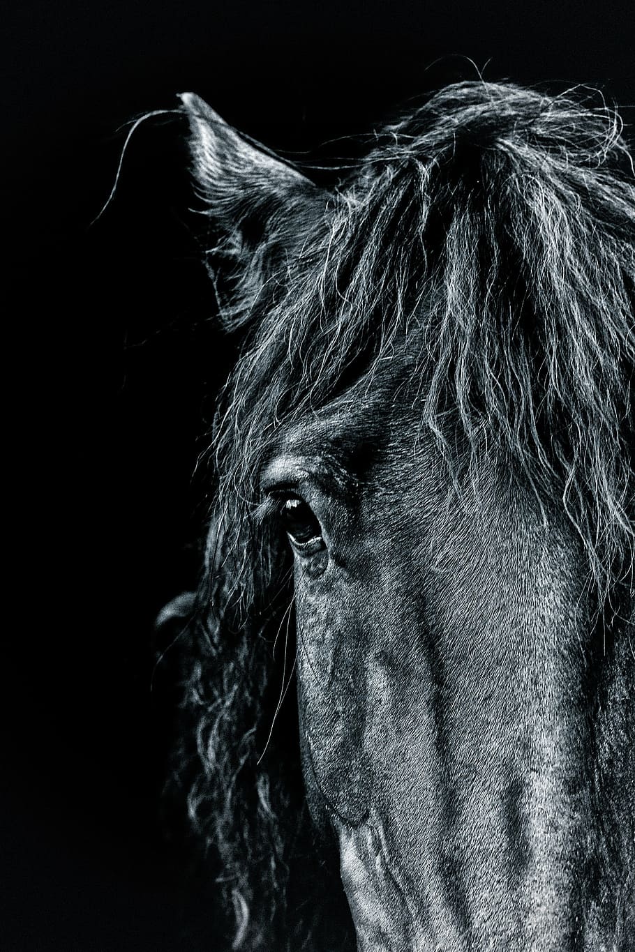 close up photo of black horse head, portrait, pony, dark, artistic