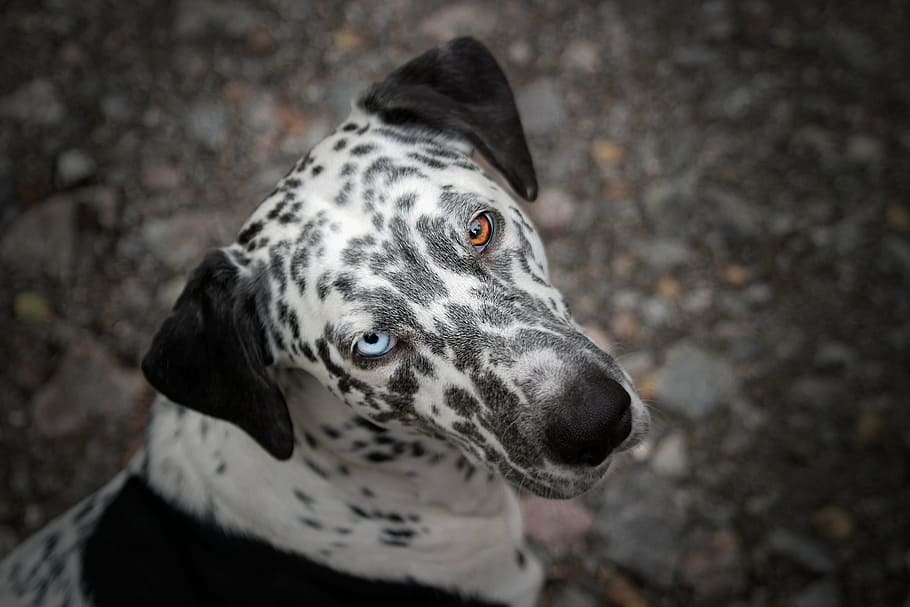 selective focus photography of Dalmatioan, dog, animal, eyes, HD wallpaper