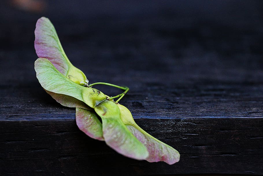 green and maroon butterfly leaf, maple seed, wood, fall, seeds HD wallpaper