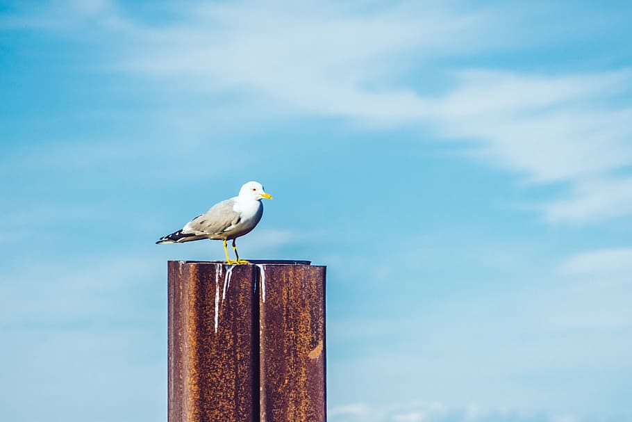 blue, sky, cloud, steel, bird, animal themes, vertebrate, animal wildlife HD wallpaper