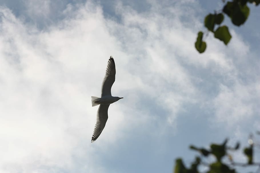 Seagull, Bird, Fly, Nature, Animal, sky, water bird, birds HD wallpaper