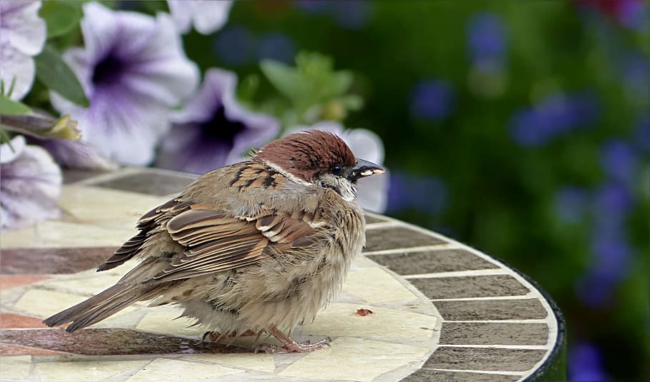 Bird, Sparrow, sperling, passer domesticus, young, leave, helpless, HD wallpaper