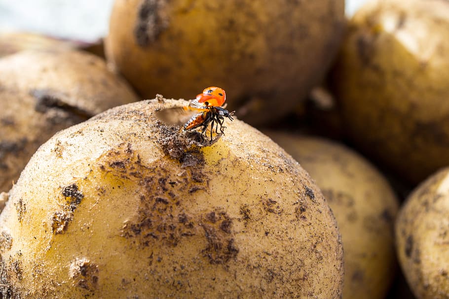 Ladybug, Potato, Fly, Insect, one animal, animal themes, animal wildlife HD wallpaper