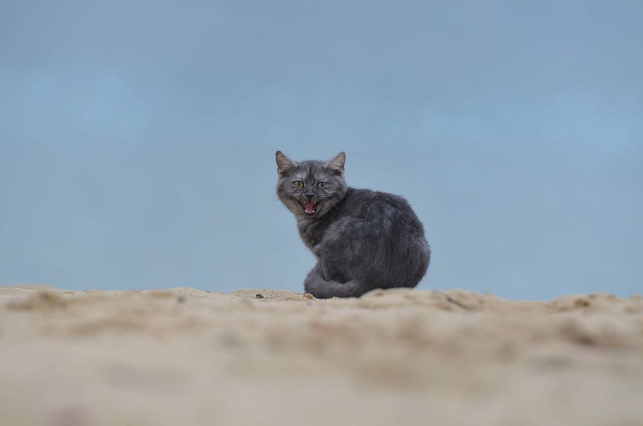 cat, beach, young cat, domestic Cat, pets, animal, kitten, cute HD wallpaper