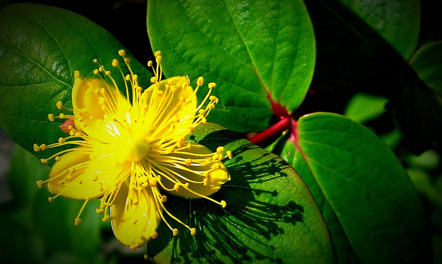 pretty, yellow, flower, flowering plant, leaf, beauty in nature HD wallpaper