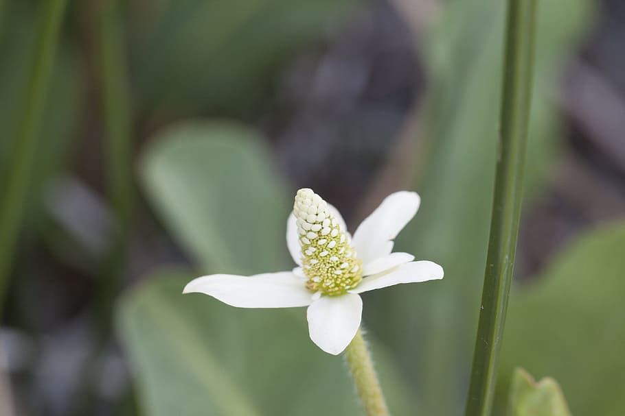 anemopsis californica, yerba mansa, lizard tail, flower, bloom, HD wallpaper