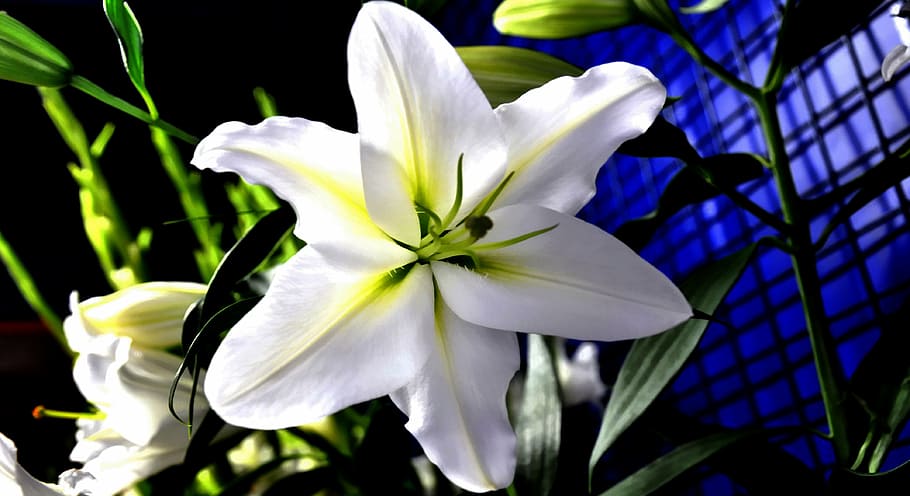 lily, flower, white, nature, plant, petal, flower Head, flowering plant HD wallpaper