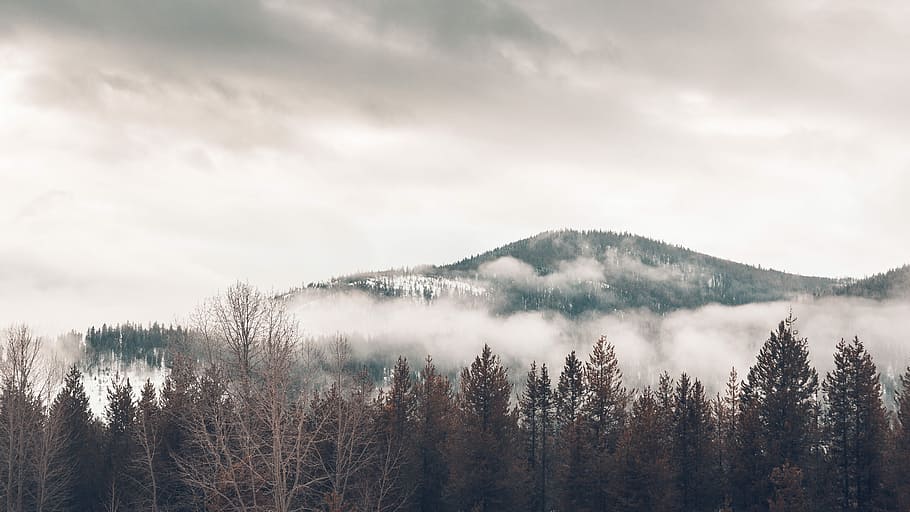 brown forest with fog during cloudy sky, landscape photography of mountain with fogs HD wallpaper