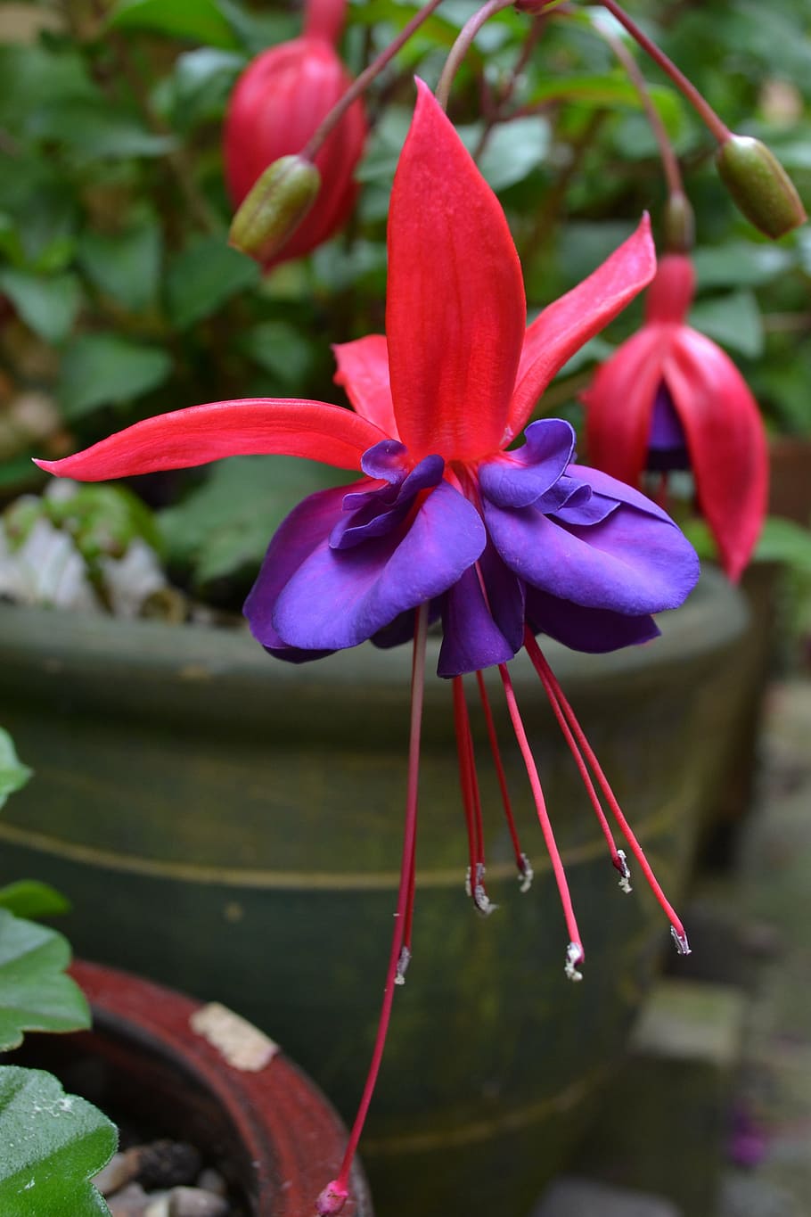 fuchsia, red, purple, violet, flower, petals, close-up, flowering plant HD wallpaper