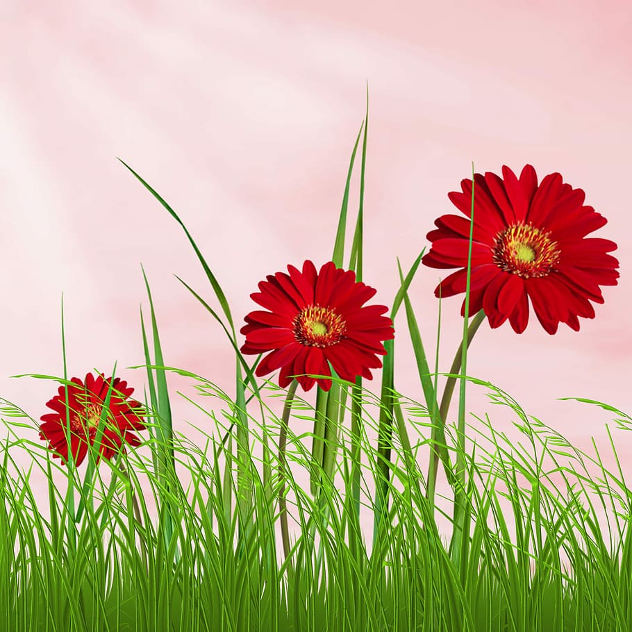 HD wallpaper: flower, nature, summer, plant, field, sky ...